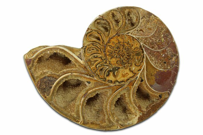 Jurassic Cut & Polished Ammonite Fossil (Half) - Madagascar #289344